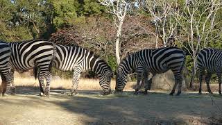 Zebra 20250125／Toyohashi Zoo \u0026 Botanical Park（non_hoi_park）／4K