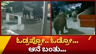 Elephant Video || ಗ್ರಾಮದೊಳಗೆ ಎಂಟ್ರಿಕೊಟ್ಟ ಕಾಡಾನೆಗಳು..!