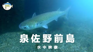 [Osaka fishing spot] Osaka Izumisano Maeshima underwater video in late March