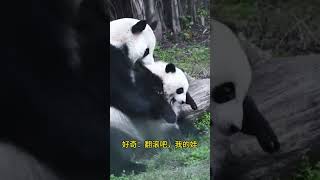 好奇对奇三妹的军训开始了，难度还不小哦大熊猫奇三妹 国宝熊猫 看一遍笑一遍