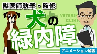 犬の緑内障について【獣医師執筆監修】症状・原因・好発品種・予防方法・治療方法