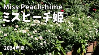 ミスピーチ姫の夏花が満開！2024年夏の美しいミニバラを紹介。Miss Peach-hime　四季咲き多花性の強健ミニチュアローズ。ピンクの花が一年中咲く。トゲは全く無い。2024年9月13日　4K