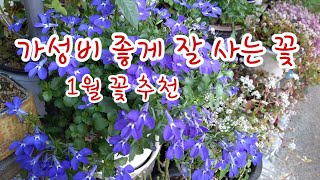 가성비 좋게 잘 사는 1월 꽃 추천