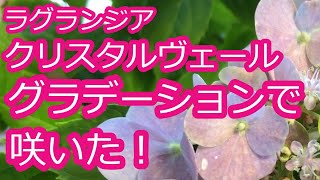 ✨ラグランジアクリスタルヴェール/絶妙な花色に！/暑すぎてダメージ/暑くて元気な植物/🍍パイナップル/ベゴニア/🌱塊根グラキリス