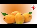 আমের রাজা আলফানসো । কেন কখন কিভাবে ‌। alphonse king mango । kenokokhonkivabe