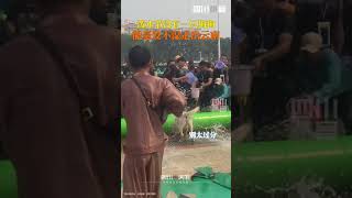 Dogs passing by during the Songkran Festival in Yunnan were shot twice