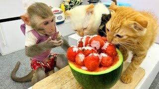 Naughty Bim Bim helps dad to make watermelon yogurt for kitten