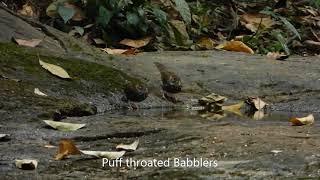 Thattekad waterhole beauties