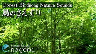 【ASMR自然音】鳥のさえずり Nature Sounds｜勉強・作業用BGM・睡眠用BGM｜癒し｜自然音で快眠・鳥の声でリラックス