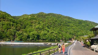 京都嵐山 朝の風景 🌟Arashiyama  Kyoto  ✨岚山  🌱 2019年5月17日(金)【4K】