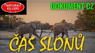 40 ČAS SLONŮ (DOKUMENT - Predátoři zblízka)