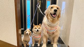 足拭き待ちをする3匹の愛犬たちが可愛すぎた