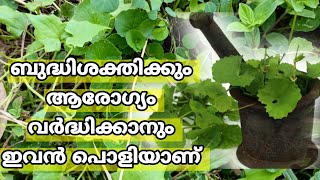 ഇത്തരം ഔഷധങ്ങൾ നിങ്ങൾ കാണാതെ പോകരുത്. ബുദ്ധി ശക്തിയും ആരോഗ്യവും വർധിക്കാൻ Ayurvedic herbs for memory