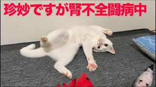 腎不全のウチューネコチャン、夏を前に体重が落ちる  My spacecat’s routine examination with CKD(End ofJune,2020)