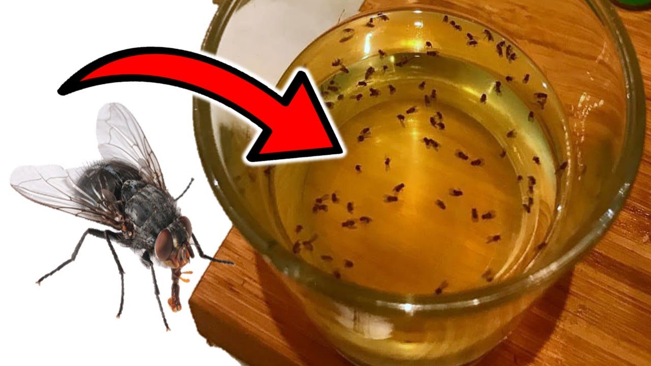 How To Get Rid Of Houseflies At Home Naturally (10 EFFECTIVE SOLUTIONS ...