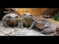 difference between male and female toad bufo alvarius colorado river toad