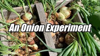 YOU MAY NEVER THIN AGAIN! - An Onion Experiment