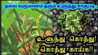 #நல்ல வருமானம் தரும் உளுந்து சாகுபடி ... பயிறு பூச்சி நோய் மேலாண்மை / tamil