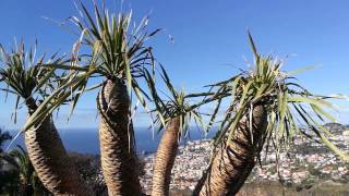 Ausflugstipp Madeira: Botanischer Garten in Funchal