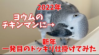 可愛いペットのヨウムに【ドッキリ】を仕掛けてみた結果→人間みたいだった