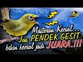 Kecial Kuning Joss pendek gesit masteran ampuh bikin Kecial anda jadi juara