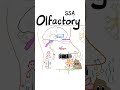 Olfactory Nerve (1st Cranial Nerve)...Neuroanatomy Review Series