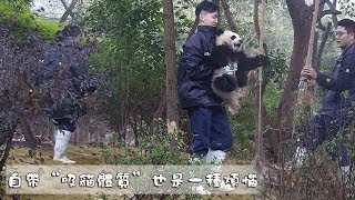 《熊貓早晚安》自帶“吸貓體質”也是一種煩惱 | iPanda