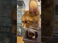 カメラを近づけて遊ぶ飼い主と呆れ顔の猫 shorts