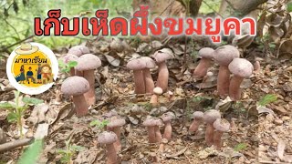 มาหาเซียน-เก็บเห็ดผึ้งขม! เห็ดขมยูคา|ฝนแรกของปีเยอะหลายพี่น้อง