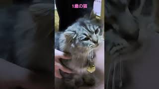 #cat#ねこ#マンチカン長毛#マンチカン#猫#猫のいる暮らし