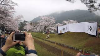 鷲原八幡宮の流鏑馬(島根県津和野町)　桜が満開