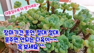 장미기간 동안 절대 절대 물들어가면 안되는 다육이~꼭 보세요.^^