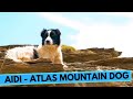 Aidi - Atlas Mountain Dog - Facts and Information