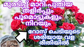 റോസ് ചെടിയിൽ വട്ടം വീശി പൂക്കൾ നിറയും ഇതുമാത്രം മതി | Rose plant care tips | Rose Chedi valam