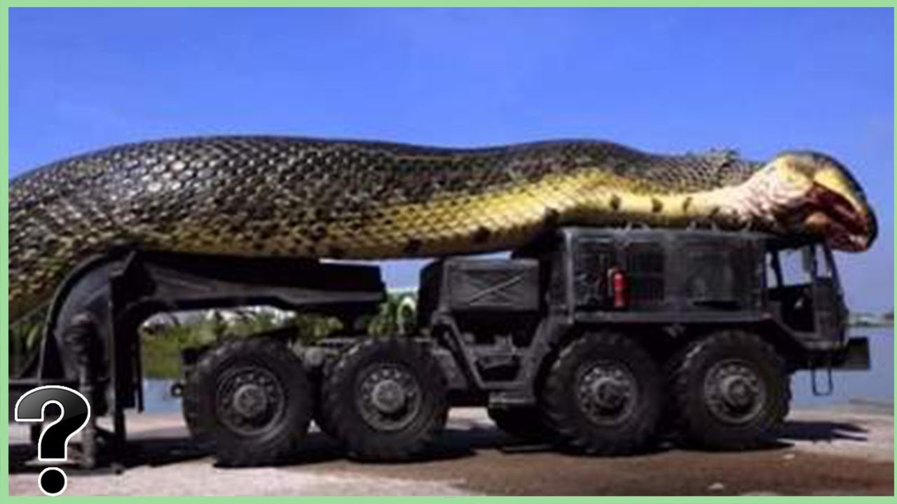 What If The Titanoboa Snake Didn T Go Extinct Update Youtube
