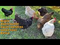 top 5 *best* egg laying chicken breeds