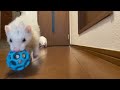 ferrets are getting better at playing