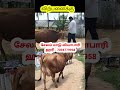 3 தரமான மாடுகள் விற்பனை மாடு மாடுவளர்ப்பு மாடுவிற்பனை cow cowfarm cowsale cowsalevideo