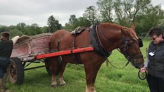 Volunteering at Gressenhall Farm and Workhouse