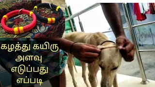 கன்னி நாய்களுக்கு கழத்து கயிறு அளவு  எடுப்பது எப்படி|How to measure Kanni dog neck