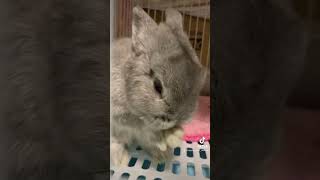 もふもふ毛づくろい #うさぎ #動物 #animal #可愛い #おすすめ #ペット #cute #shorts #rabbits #pet #love #like