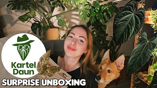 Unboxing import plants from Kartel Daun! 📦 Anthurium hybrids \u0026 Hoya 🌿