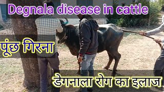 Degnala Disease In Cattle | degnala disease in buffalo |  पशु के डेगनाला रोग का इलाज