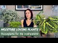 Moisture Loving Houseplants | Perfect Plants for the Overwaterer