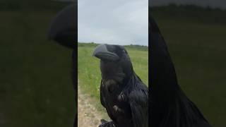 Поздоровались с коллегами 😅 #animal #crow #raven #воронгоша #aboutbirds