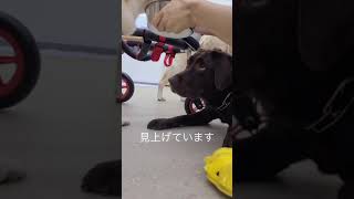 【老犬介護ホームメロー】お願いだから落としてくれ…