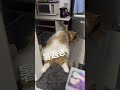 夏バテ中の猫 shorts 猫