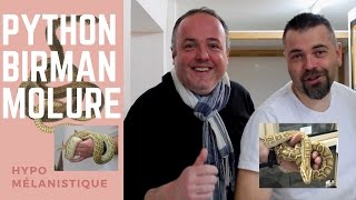 Le Python Birman Ou Python Molure Explication Et Découverte