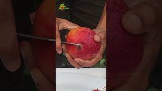 American Red Palmar 🥭 Mango Fruit Cutting #viral #applebernursery #shortvideo #mango