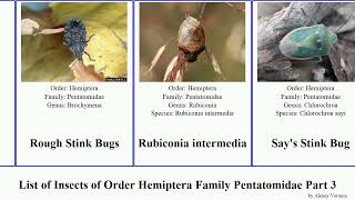 List of Insects of Order Hemiptera Family Pentatomidae Part 3 stink bug sciocoris podisus victor